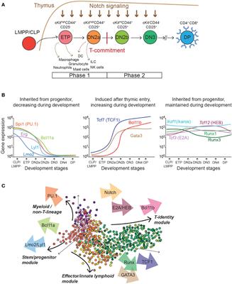 Multi-modular structure of the gene regulatory network for specification and commitment of murine T cells